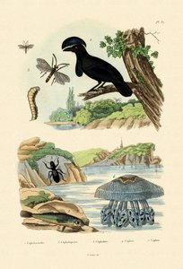 Flyvende Gurnard, 1833-39 af French School